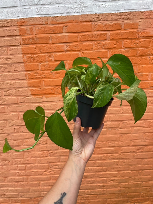 Epipremnum "marble queen"
