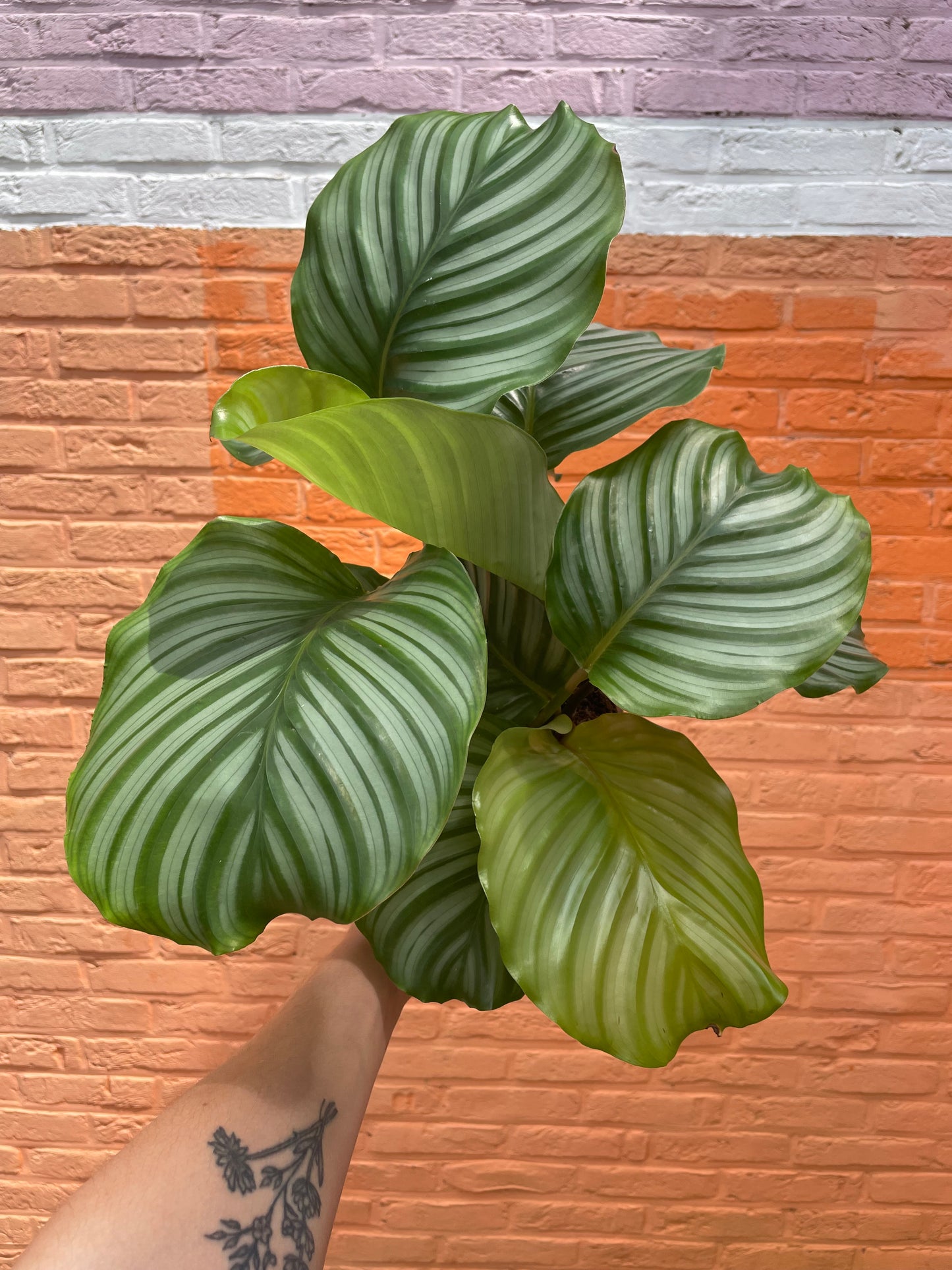 Calathea orbifolia