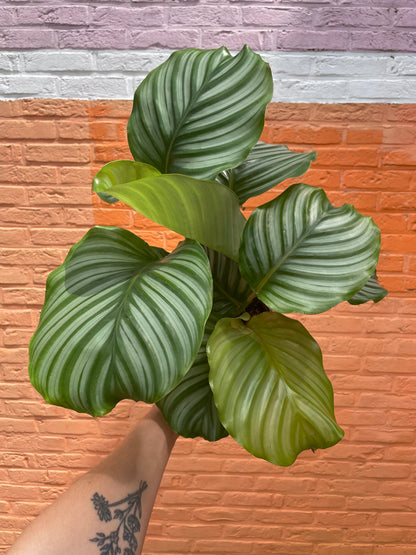 Calathea orbifolia
