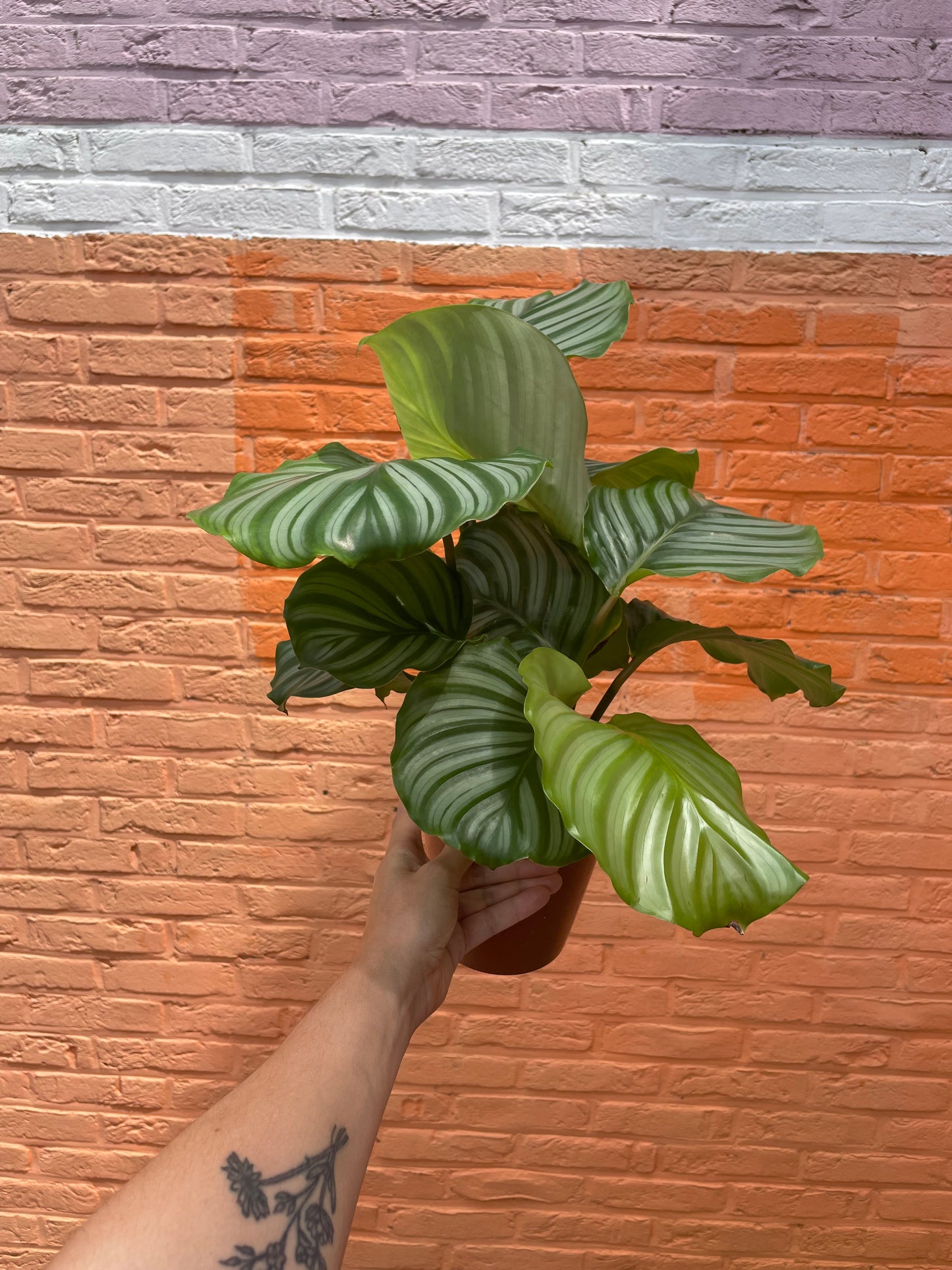 Calathea orbifolia