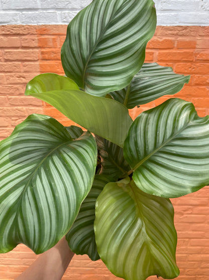 Calathea orbifolia