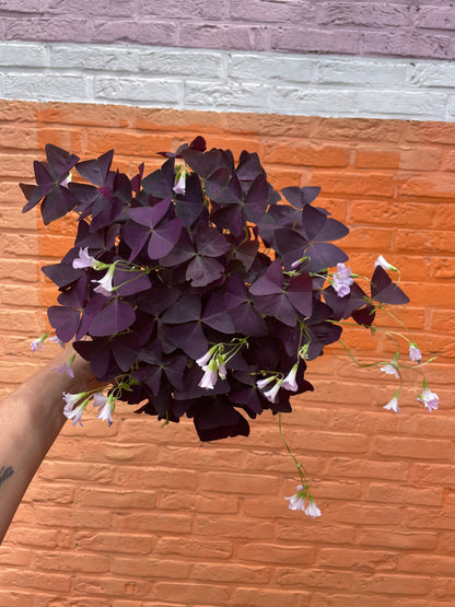 Oxalis triangularis (geluksklaver)