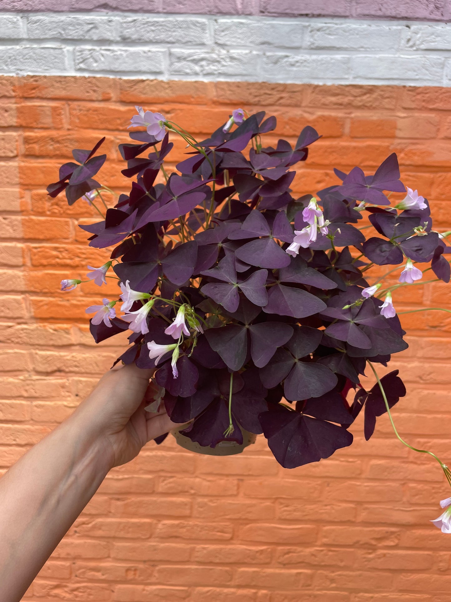 Oxalis triangularis (geluksklaver)