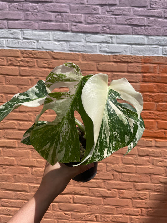 Monstera deliciosa albo variegata