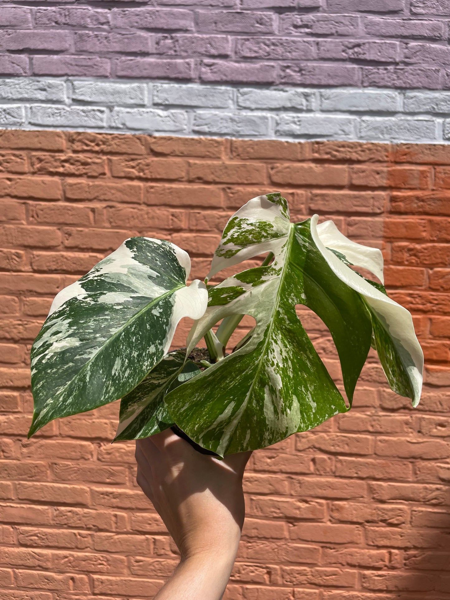 Monstera deliciosa albo variegata
