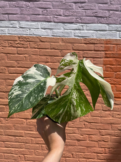 Monstera deliciosa albo variegata