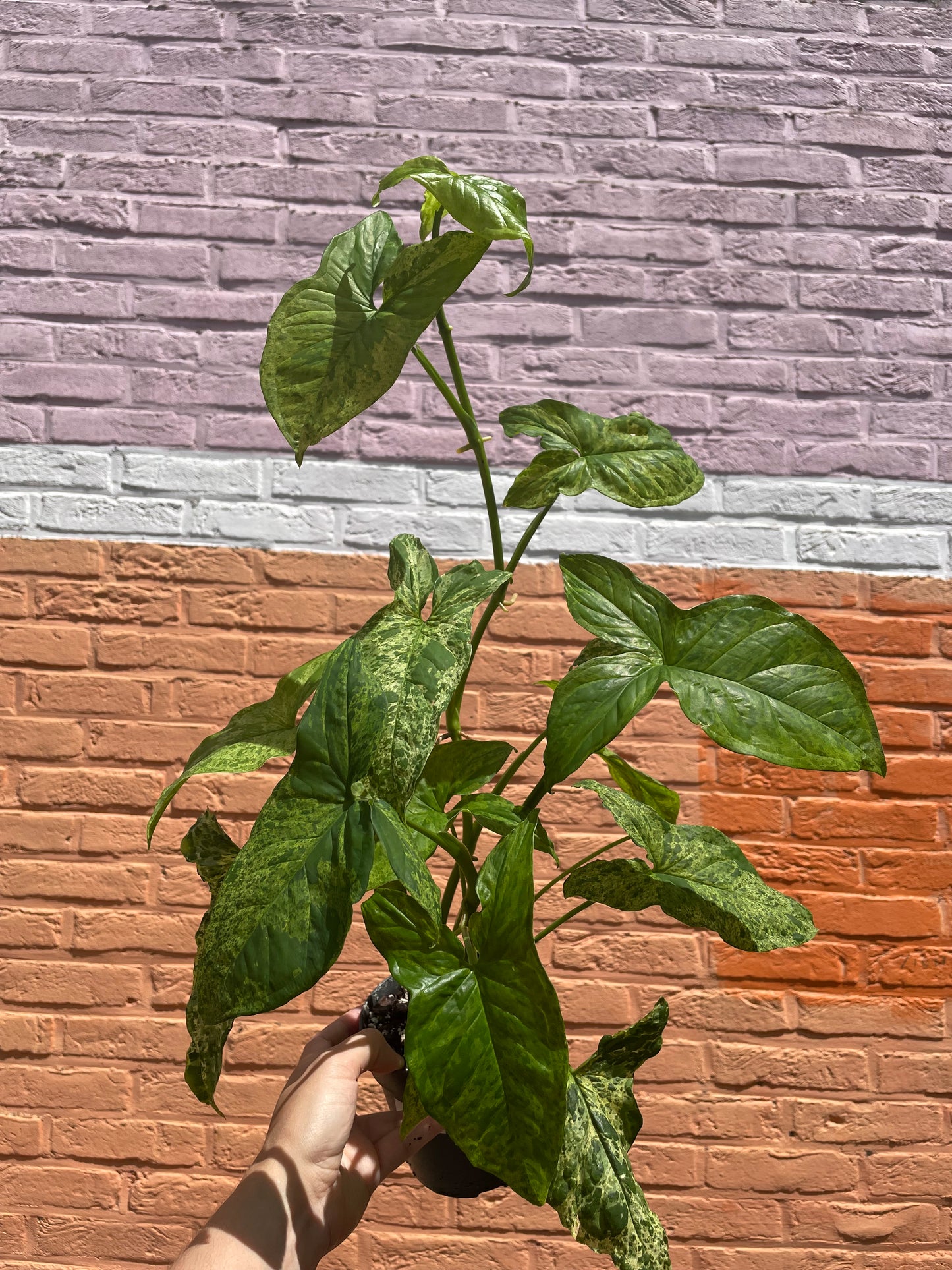 Syngonium mottled mojito