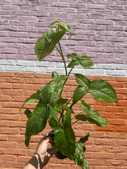 Syngonium mottled mojito