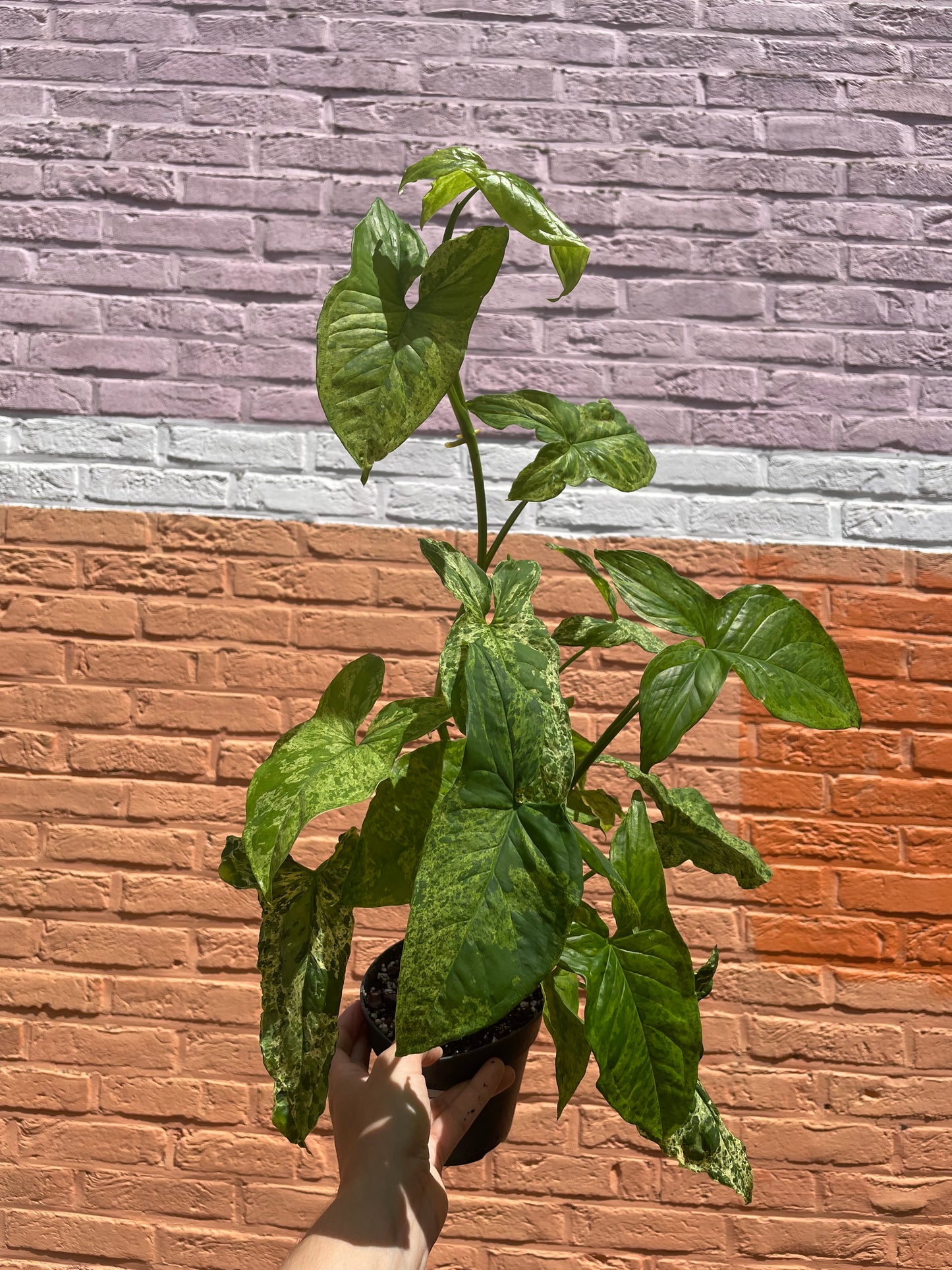 Syngonium mottled mojito