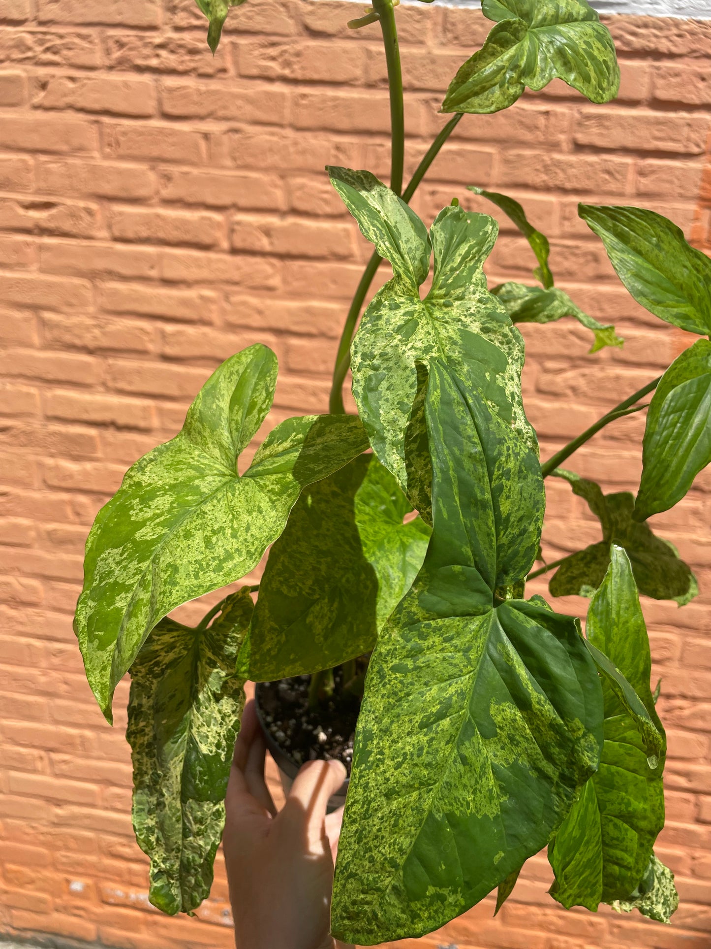 Syngonium mottled mojito