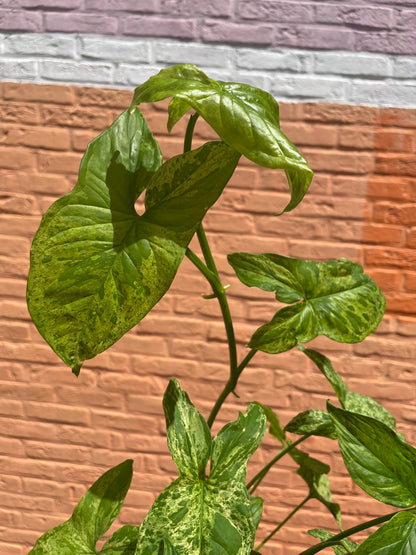 Syngonium mottled mojito