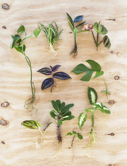 Workshop: planten stekken