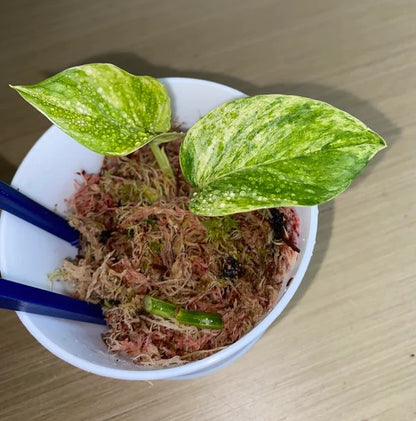 Workshop: planten stekken