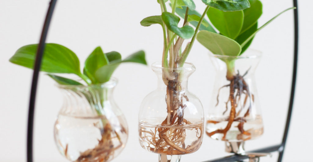 Workshop: planten stekken