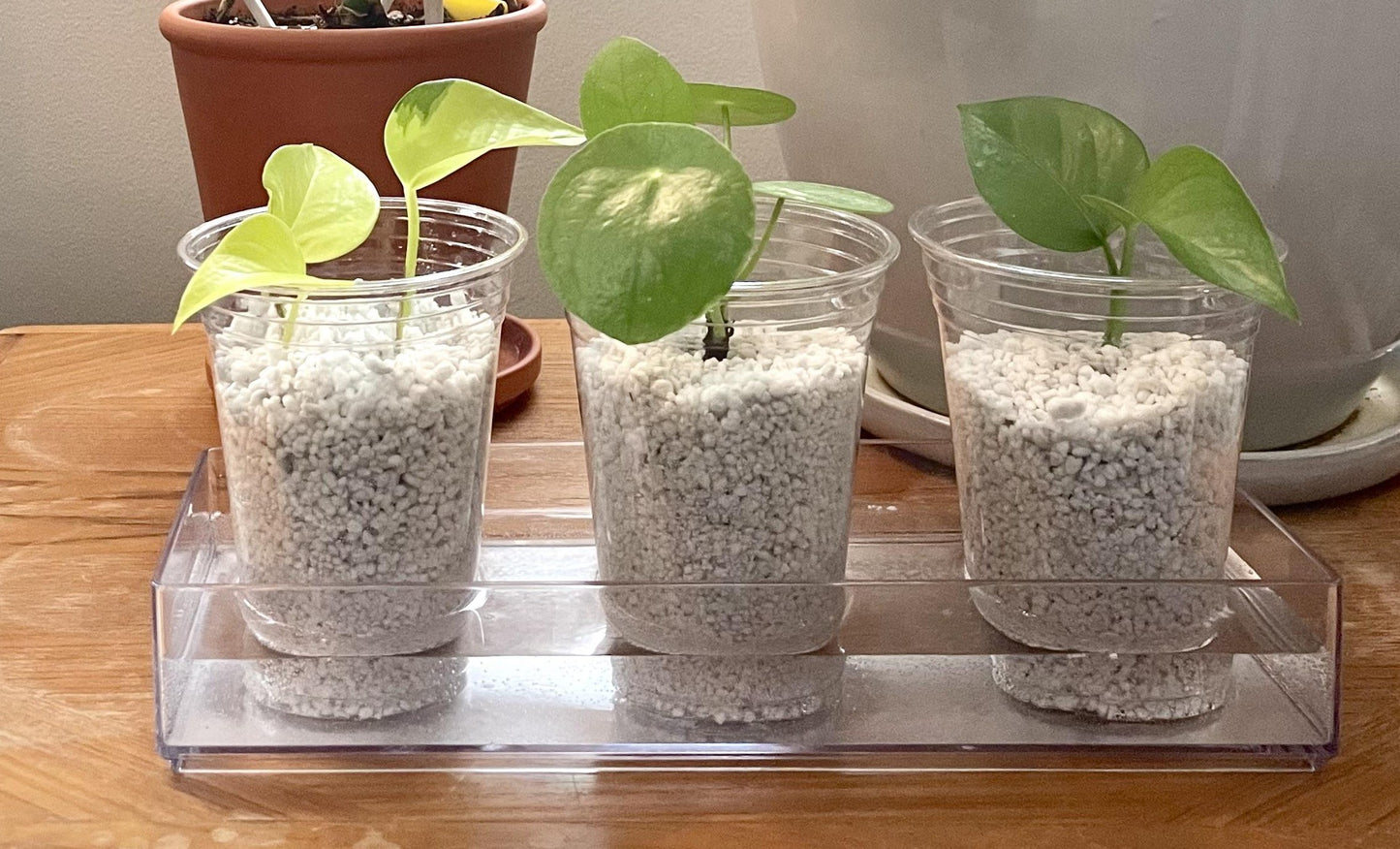 Workshop: planten stekken
